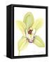Orchid Beauty II-Jennifer Goldberger-Framed Stretched Canvas