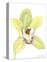 Orchid Beauty II-Jennifer Goldberger-Stretched Canvas