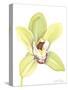 Orchid Beauty II-Jennifer Goldberger-Stretched Canvas