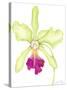 Orchid Beauty III-Jennifer Goldberger-Stretched Canvas