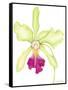 Orchid Beauty III-Jennifer Goldberger-Framed Stretched Canvas