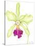 Orchid Beauty III-Jennifer Goldberger-Stretched Canvas