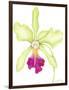 Orchid Beauty III-Jennifer Goldberger-Framed Art Print