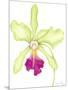 Orchid Beauty III-Jennifer Goldberger-Mounted Art Print