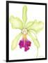 Orchid Beauty III-Jennifer Goldberger-Framed Art Print