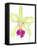 Orchid Beauty III-Jennifer Goldberger-Framed Stretched Canvas