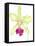 Orchid Beauty III-Jennifer Goldberger-Framed Stretched Canvas