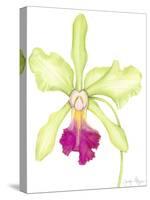 Orchid Beauty III-Jennifer Goldberger-Stretched Canvas