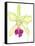 Orchid Beauty III-Jennifer Goldberger-Framed Stretched Canvas