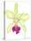 Orchid Beauty III-Jennifer Goldberger-Stretched Canvas