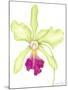 Orchid Beauty III-Jennifer Goldberger-Mounted Art Print
