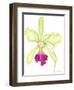 Orchid Beauty III-Jennifer Goldberger-Framed Art Print