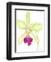 Orchid Beauty III-Jennifer Goldberger-Framed Art Print