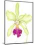 Orchid Beauty III-Jennifer Goldberger-Mounted Art Print