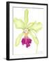 Orchid Beauty III-Jennifer Goldberger-Framed Art Print