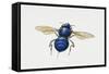 Orchid Bee (Euglossa Intersecta), Apidae, Artwork by Tim Hayward-null-Framed Stretched Canvas
