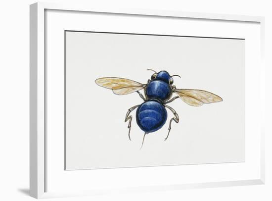 Orchid Bee (Euglossa Intersecta), Apidae, Artwork by Tim Hayward-null-Framed Giclee Print