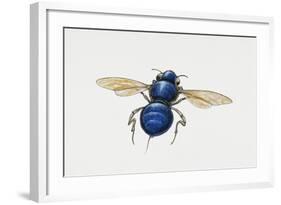 Orchid Bee (Euglossa Intersecta), Apidae, Artwork by Tim Hayward-null-Framed Giclee Print