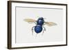 Orchid Bee (Euglossa Intersecta), Apidae, Artwork by Tim Hayward-null-Framed Giclee Print