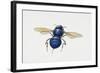 Orchid Bee (Euglossa Intersecta), Apidae, Artwork by Tim Hayward-null-Framed Giclee Print