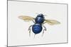 Orchid Bee (Euglossa Intersecta), Apidae, Artwork by Tim Hayward-null-Mounted Giclee Print