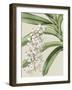 Orchid Blooms I-Vision Studio-Framed Art Print