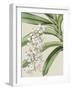 Orchid Blooms I-Vision Studio-Framed Art Print