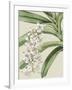 Orchid Blooms I-Vision Studio-Framed Art Print