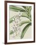 Orchid Blooms I-Vision Studio-Framed Art Print