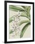 Orchid Blooms I-Vision Studio-Framed Art Print