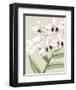 Orchid Blooms II-Vision Studio-Framed Art Print