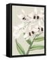 Orchid Blooms II-Vision Studio-Framed Stretched Canvas