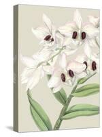 Orchid Blooms II-Vision Studio-Stretched Canvas