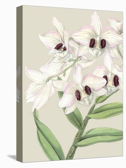 Orchid Blooms II-Vision Studio-Stretched Canvas