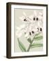 Orchid Blooms II-Vision Studio-Framed Art Print