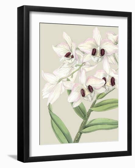 Orchid Blooms II-Vision Studio-Framed Art Print