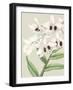 Orchid Blooms II-Vision Studio-Framed Art Print