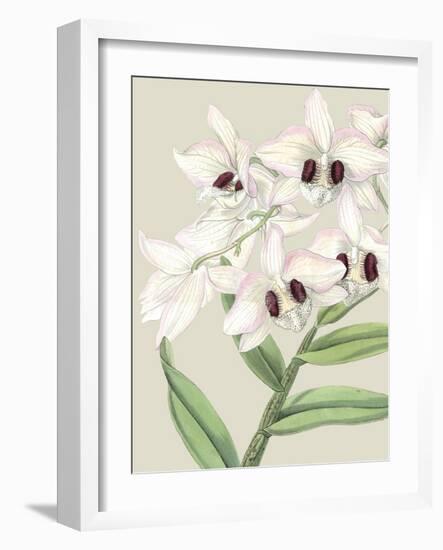 Orchid Blooms II-Vision Studio-Framed Art Print