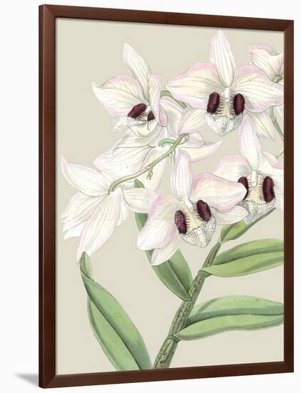 Orchid Blooms II-Vision Studio-Framed Art Print