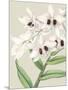 Orchid Blooms II-Vision Studio-Mounted Art Print