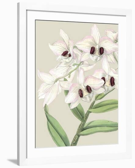 Orchid Blooms II-Vision Studio-Framed Art Print