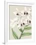 Orchid Blooms II-Vision Studio-Framed Art Print