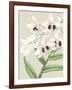 Orchid Blooms II-Vision Studio-Framed Art Print