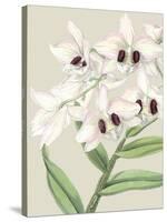 Orchid Blooms II-Vision Studio-Stretched Canvas