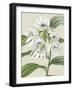 Orchid Blooms III-Vision Studio-Framed Art Print