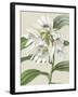 Orchid Blooms III-Vision Studio-Framed Art Print