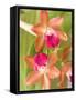 Orchid Blooms in the Spring, Thailand-Gavriel Jecan-Framed Stretched Canvas