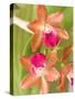 Orchid Blooms in the Spring, Thailand-Gavriel Jecan-Stretched Canvas