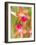 Orchid Blooms in the Spring, Thailand-Gavriel Jecan-Framed Photographic Print