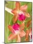 Orchid Blooms in the Spring, Thailand-Gavriel Jecan-Mounted Photographic Print